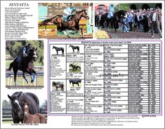 Breeders Cup Race Horse Zenyatta picture pedigree 11 X 8.5 Best Mare in racing