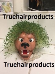 LA Kings Mascot « Bailey » Chia Pet New In Box!