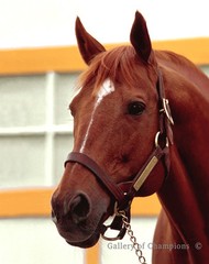Secretariat Portrait #1 Photo 8&Prime; x 10 – 24&Prime; x 30&Prime;