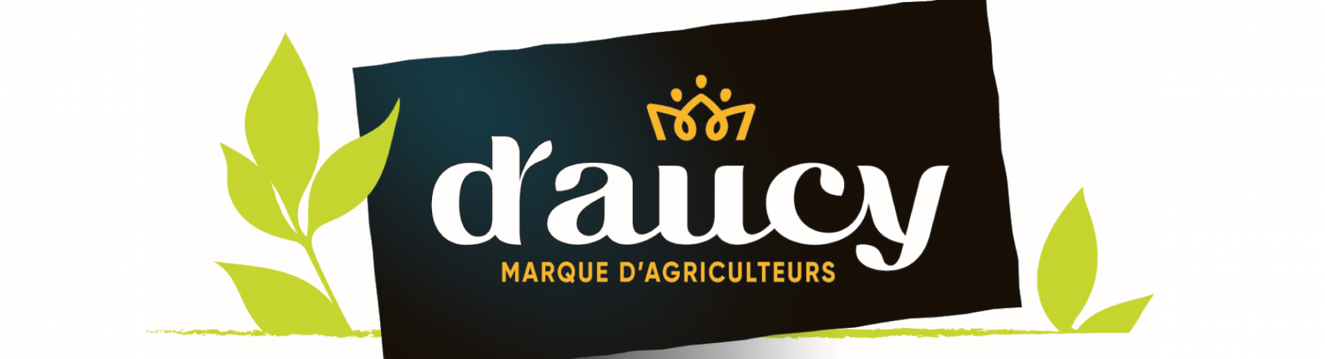 d'aucy